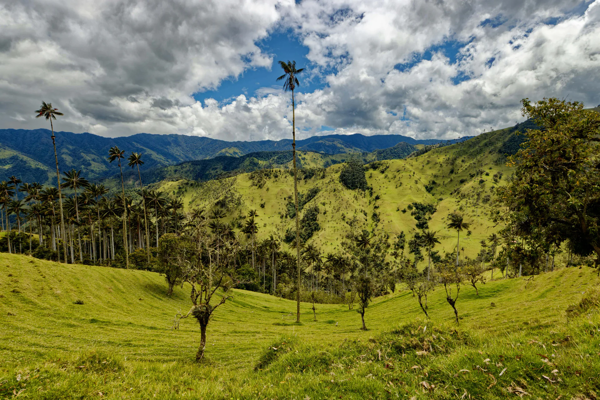 Wax palms and green hills in a Colombian coffee valley