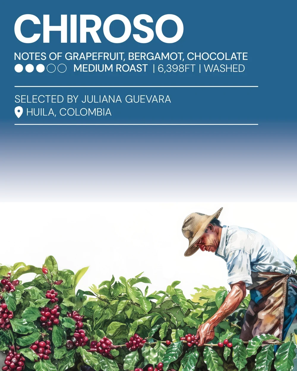 The printed Musa lot card for Chiroso, with its tasting notes and origin