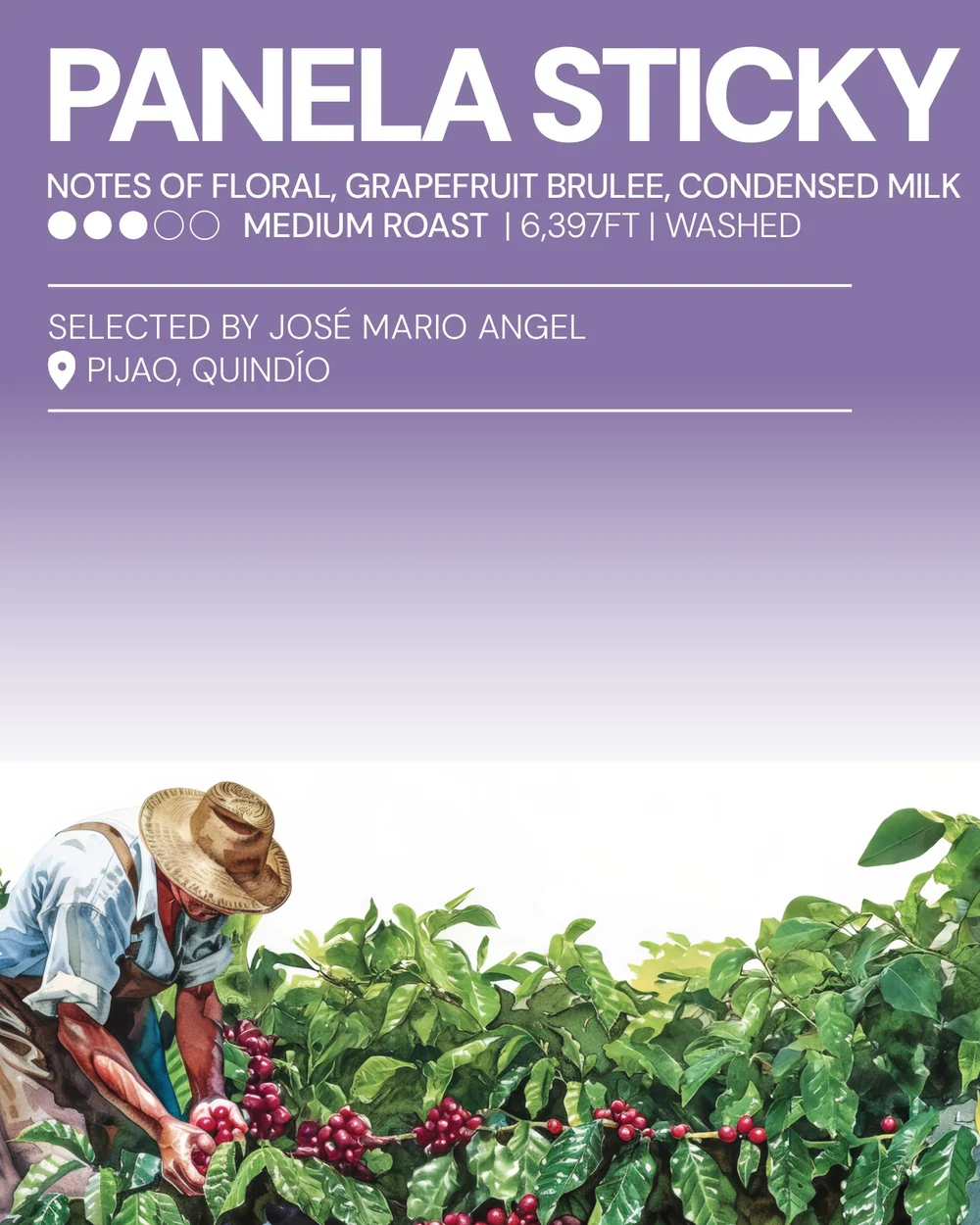 The printed Musa lot card for Panela Sticky, with its tasting notes and origin