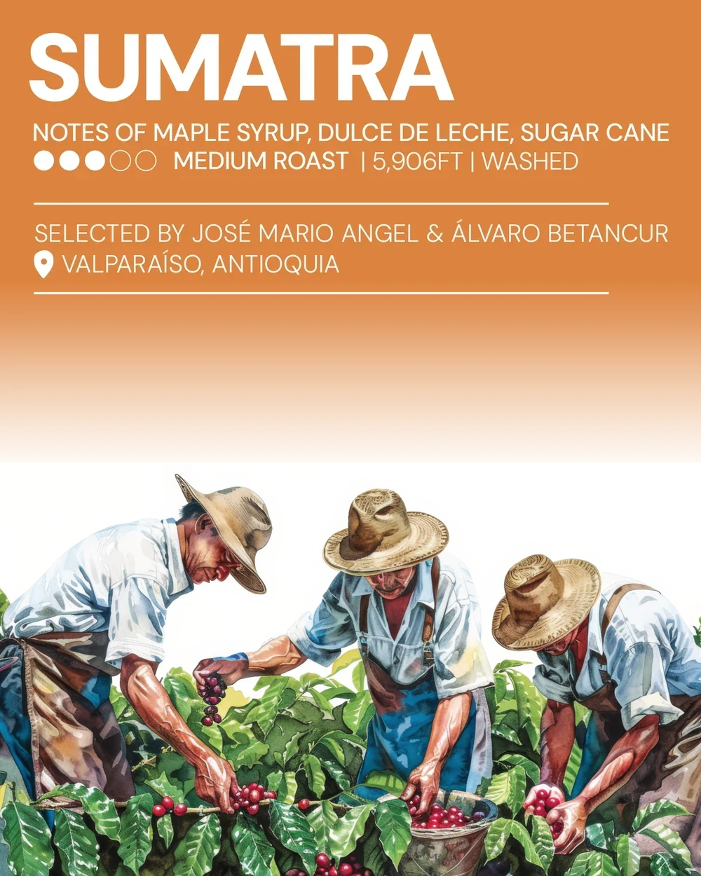 The printed Musa lot card for Sumatra, with its tasting notes and origin