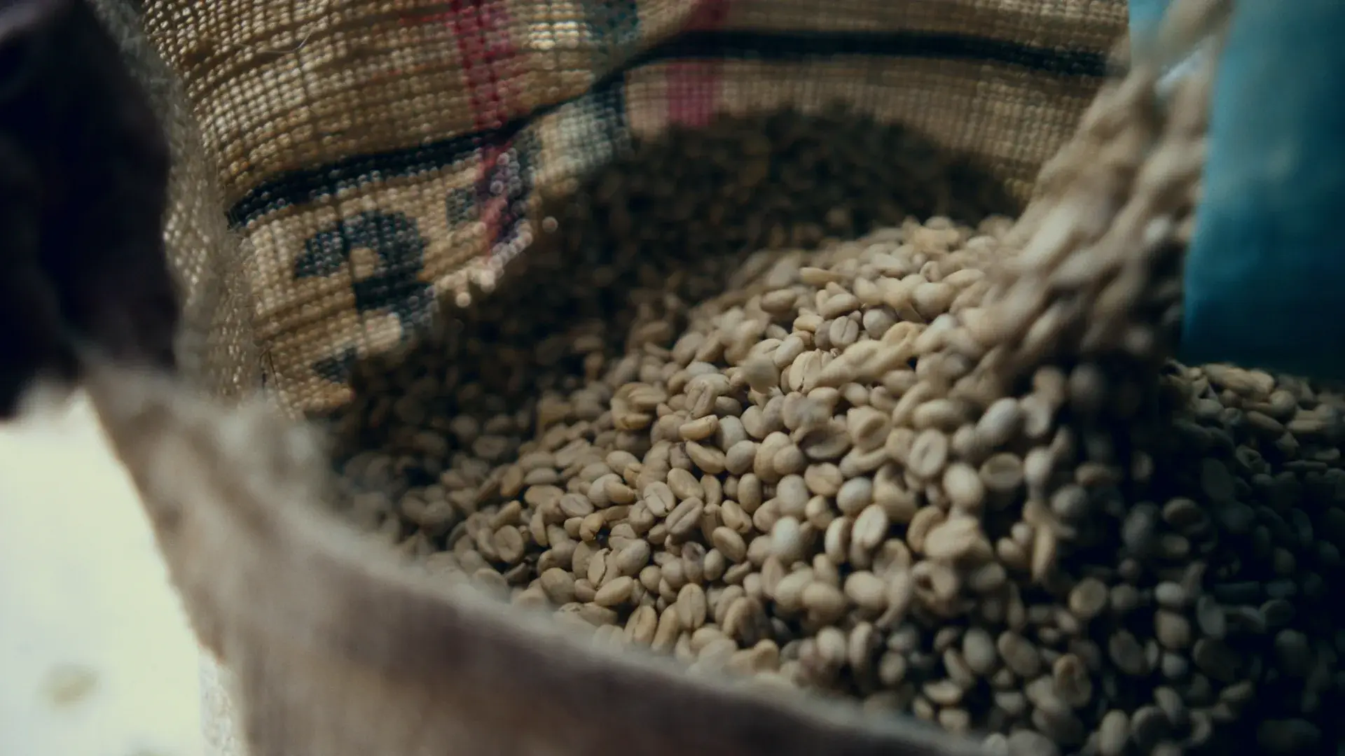 Green Colombian coffee falling into a burlap sack at the mill